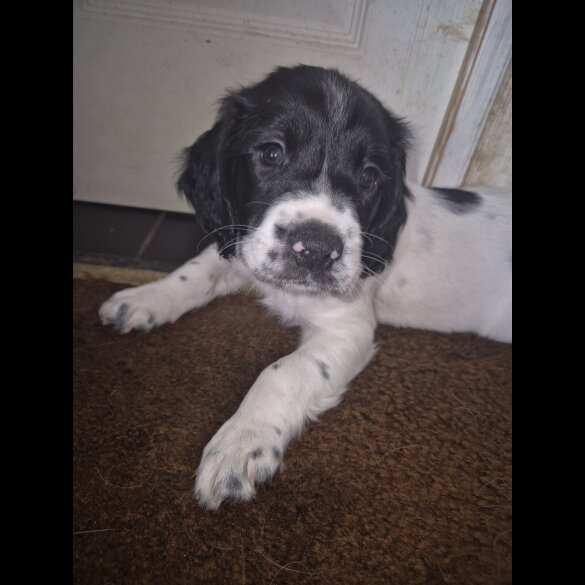 English Springer Spaniel - Both