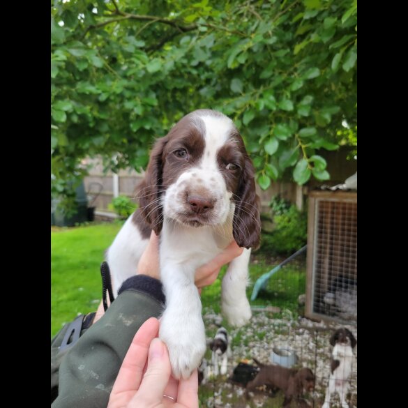 Sprocker Spaniel - Dogs