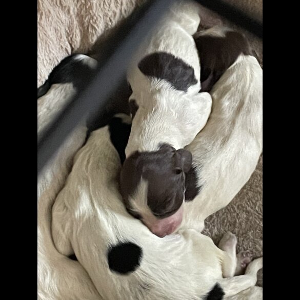 Sprocker Spaniel - Both