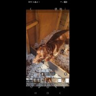 Sprocker Spaniel - Dogs