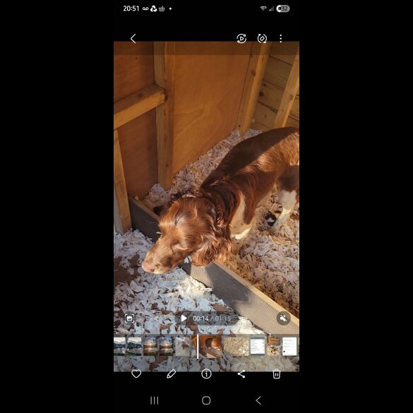 Sprocker Spaniel - Dogs