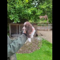 Sprocker Spaniel - Dogs