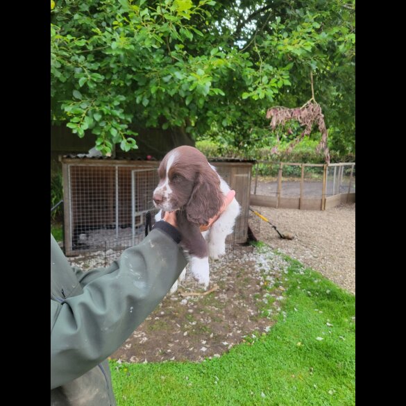Sprocker Spaniel - Dogs