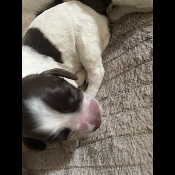 Sprocker Spaniel - Both