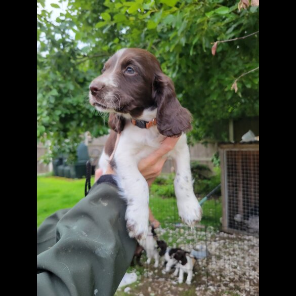 Sprocker Spaniel - Dogs