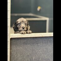 Sproodle - Both