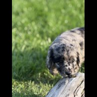 Sproodle - Both