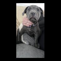 Staffordshire Bull Terrier - Bitches