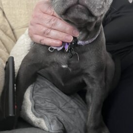 Staffordshire Bull Terrier - Bitches
