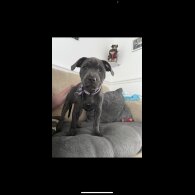 Staffordshire Bull Terrier - Bitches