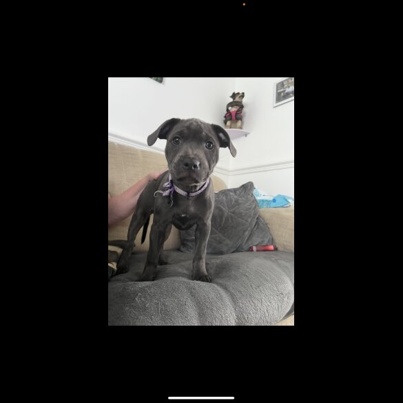 Staffordshire Bull Terrier - Bitches