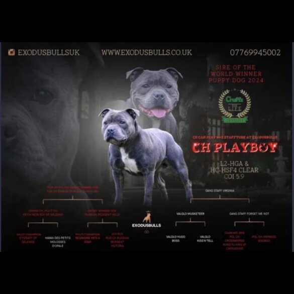 Staffordshire Bull Terrier - Both