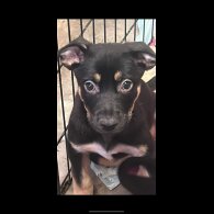 Staffordshire Bull Terrier - Both