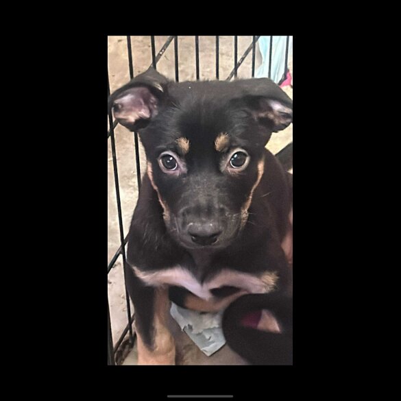 Staffordshire Bull Terrier - Both