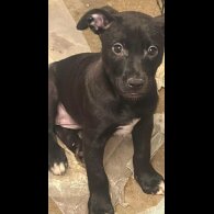 Staffordshire Bull Terrier - Both