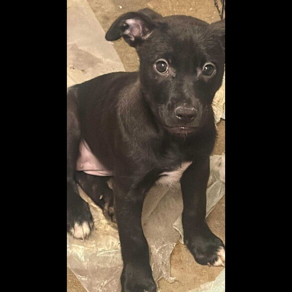 Staffordshire Bull Terrier - Both