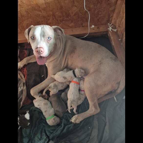 American Bulldog - Both