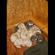 American Bulldog - Both