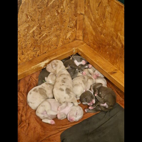 American Bulldog - Both