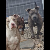 American Bulldog - Both