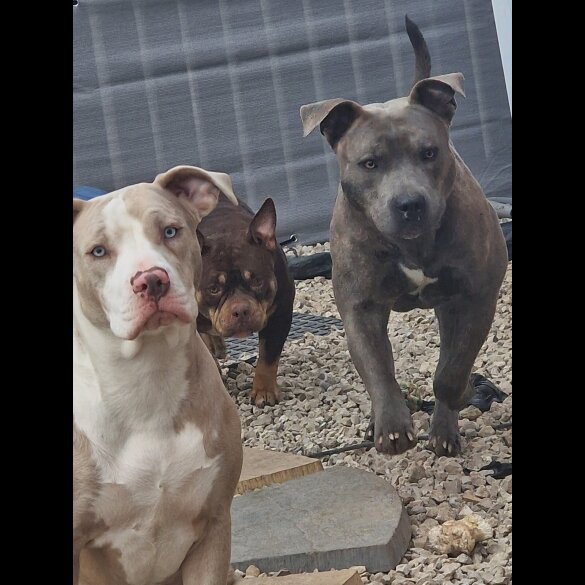 American Bulldog - Both