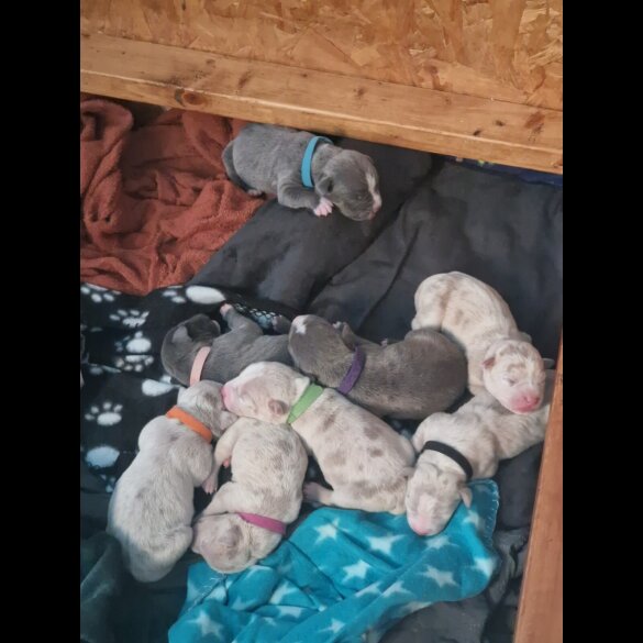 American Bulldog - Both