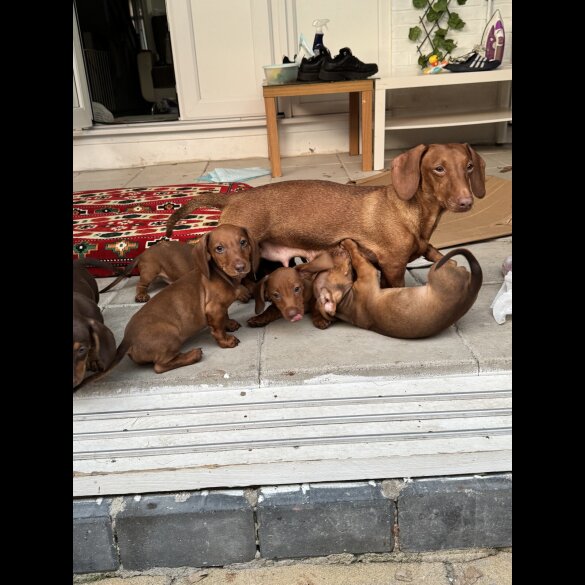 Dachshund (Smooth Haired) - Both