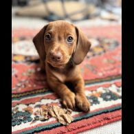 Dachshund (Smooth Haired) - Both