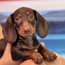 Dachshund (Smooth Haired) - Both