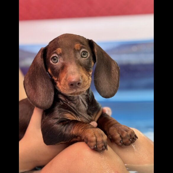 Dachshund (Smooth Haired) - Both