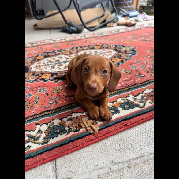 Dachshund (Smooth Haired) - Both