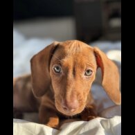 Dachshund (Smooth Haired) - Both