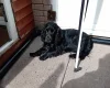 Cocker Spaniel (Show)