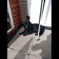 Cocker Spaniel (Show)