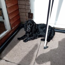 Cocker Spaniel (Show)