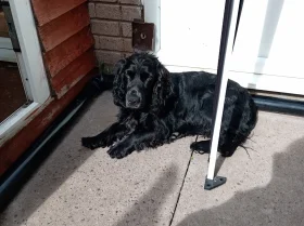 Cocker Spaniel (Show)