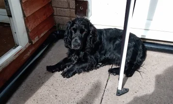 Cocker Spaniel (Show)