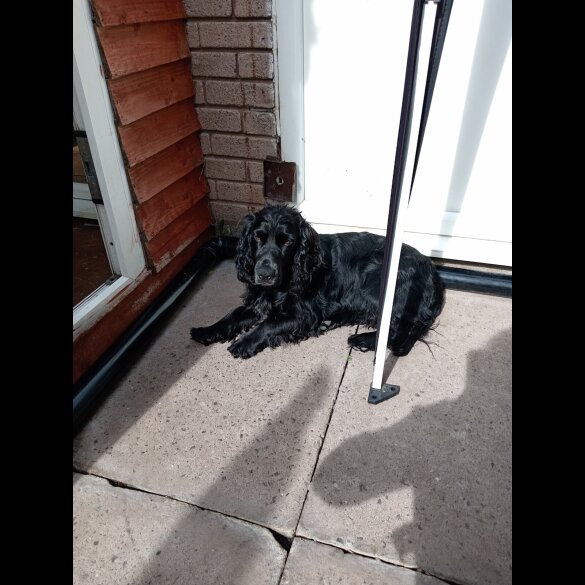 Cocker Spaniel (Show)