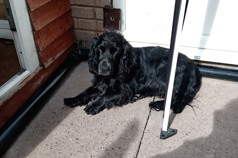 Cocker Spaniel (Show)