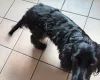 Cocker Spaniel (Show)