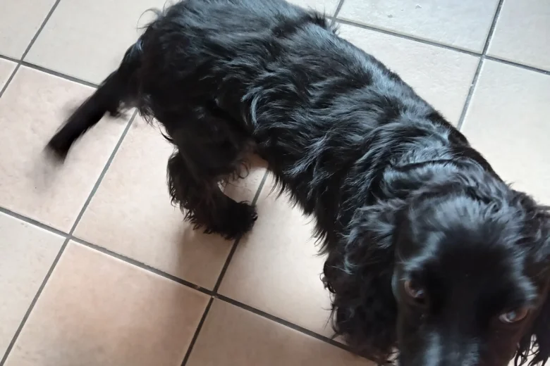 Cocker Spaniel (Show)