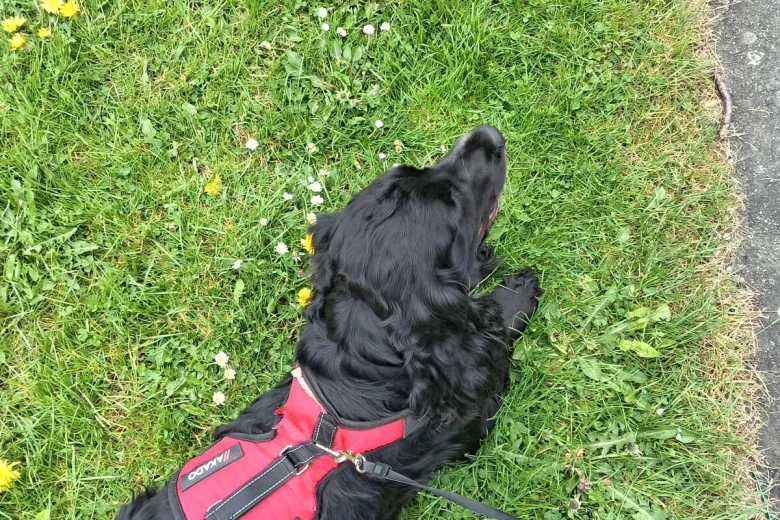 Cocker Spaniel (Show)