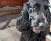 Cocker Spaniel (Show)