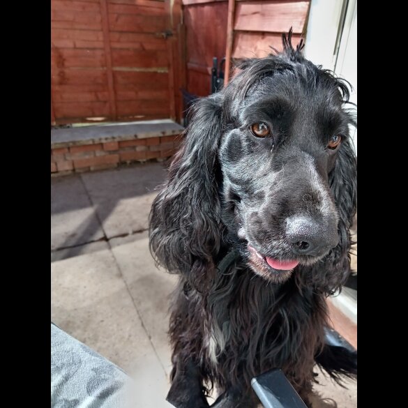 Cocker Spaniel (Show)
