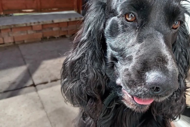 Cocker Spaniel (Show)