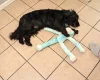 Cocker Spaniel (Show)