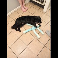 Cocker Spaniel (Show)