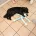 Cocker Spaniel (Show)
