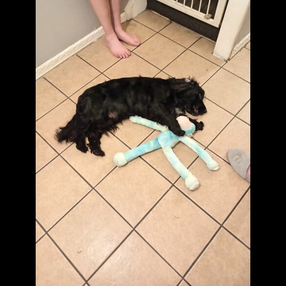 Cocker Spaniel (Show)