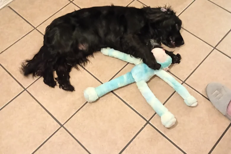 Cocker Spaniel (Show)